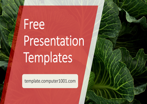 Cabbage Agriculture PPT Template