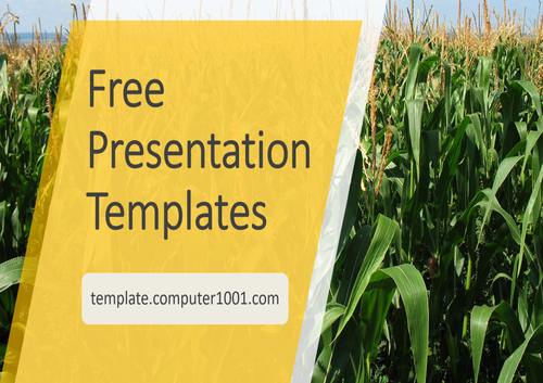 Corn Field Agriculture PPT Template