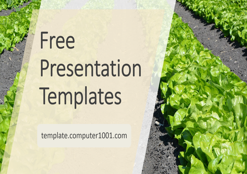 Lettuce Agriculture PPT Template
