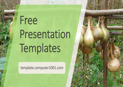 A41 Onions Agriculture Ppt Template