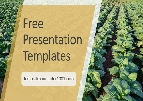 Tobacco Agriculture PPT Template