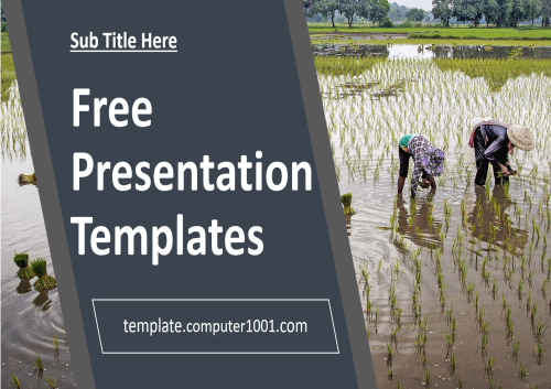 Rice Paddy Farmers Agriculture Ppt Template Free