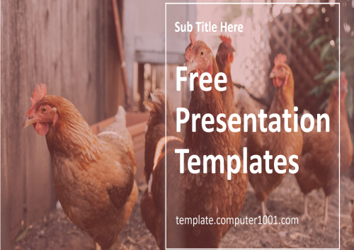 Chicken Farm PPT Template