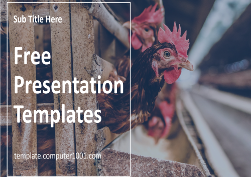 Poultry Farm PPT Template