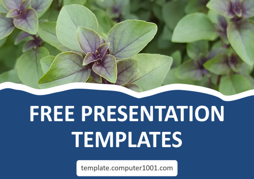 Holy Basil Tulsi Ppt Template Tanaman Ruku-Ruku Free Download